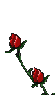 roseslt.gif (12516 bytes)
